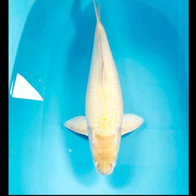 Karashi Male 50 Cm, Juara 2