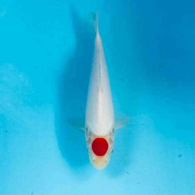 Tancho Kohaku