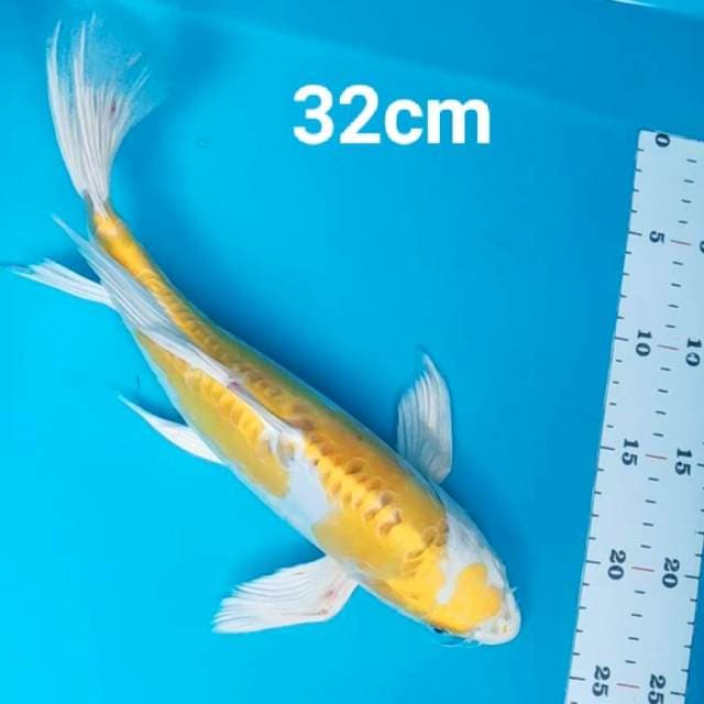 Kumpay hariwake doit 32cm