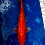 Hajiro, 37cm, Male