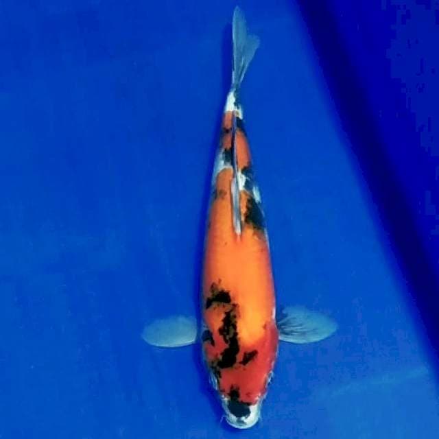 🏅Hi showa 32cm