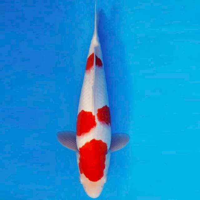 ORIN 4 - Kohaku ®