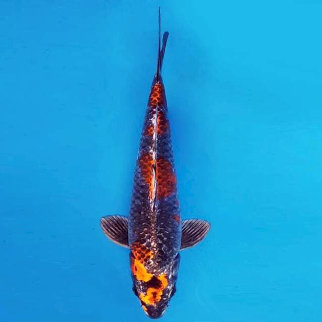ORIN 6 - BENI GINGA ®