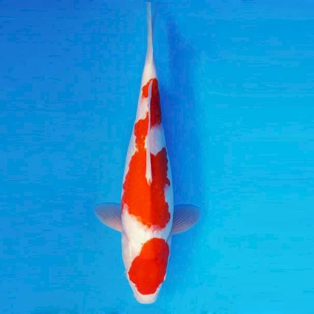 ORIN 8 - Kohaku ®