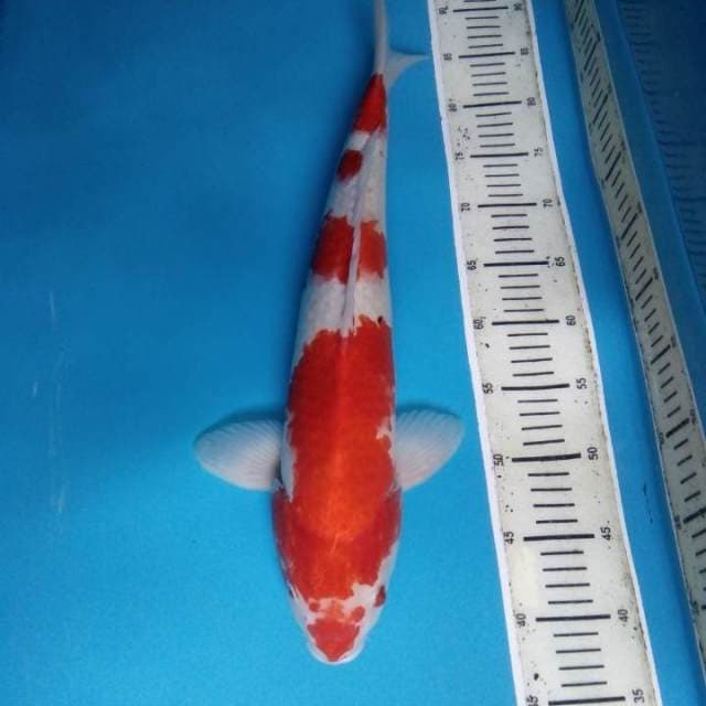 Kohaku 50 cm