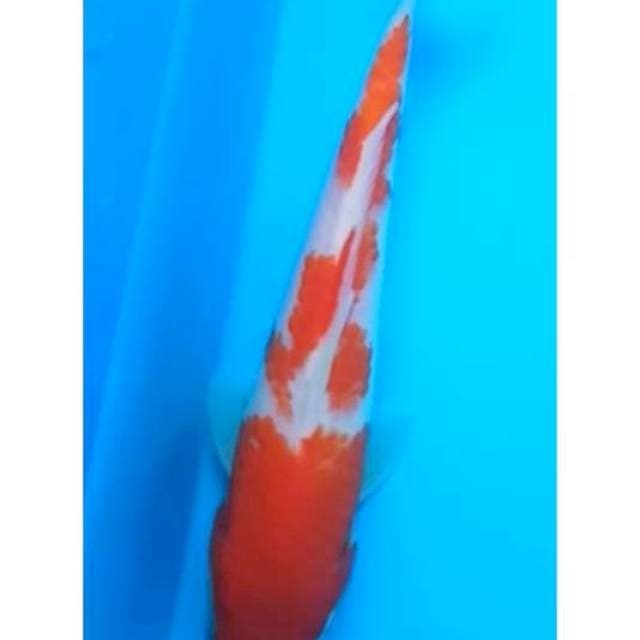 KOHAKU 18 Cm