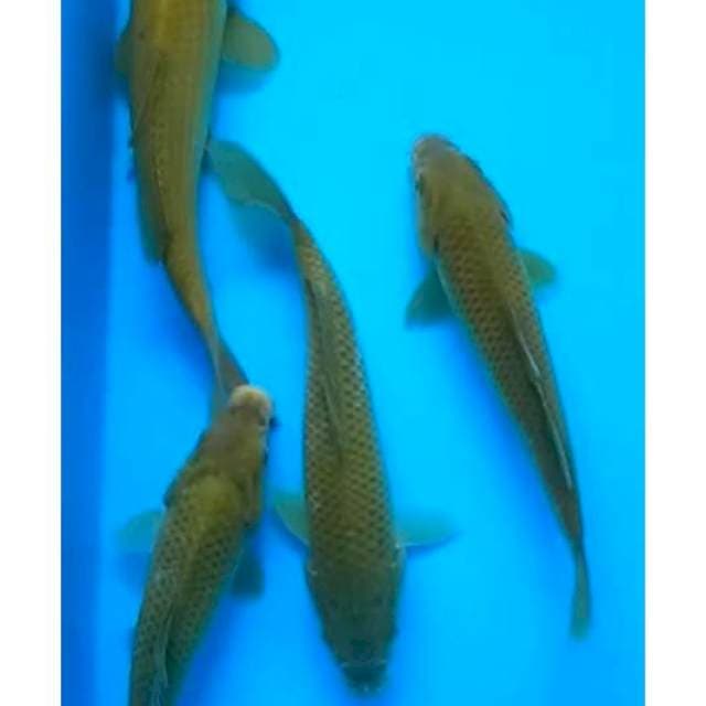 CHAGOI 4 EKOR, 18 - 21 Cm