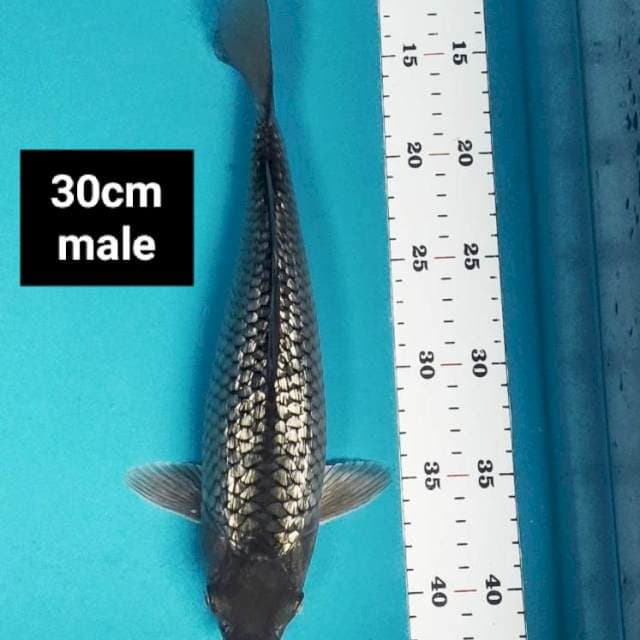 Soragoi ginrin 30cm male
