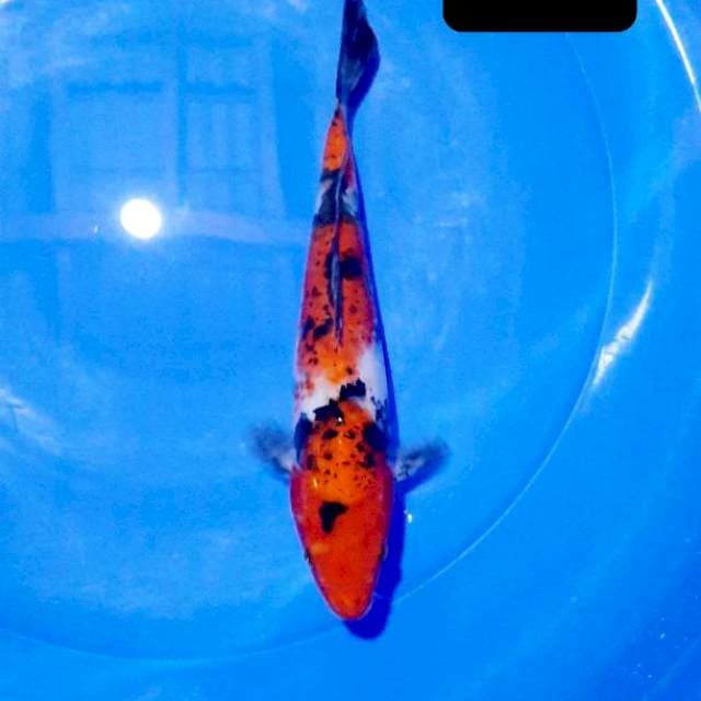 Showa 28 cm