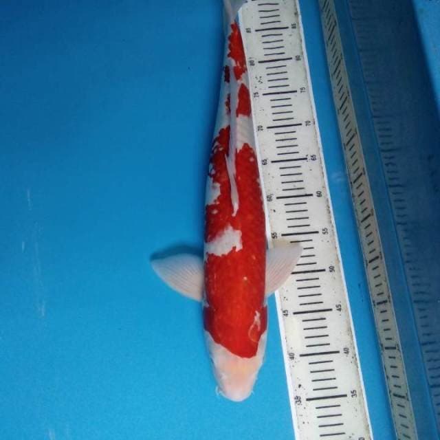 Kohaku 54 cm