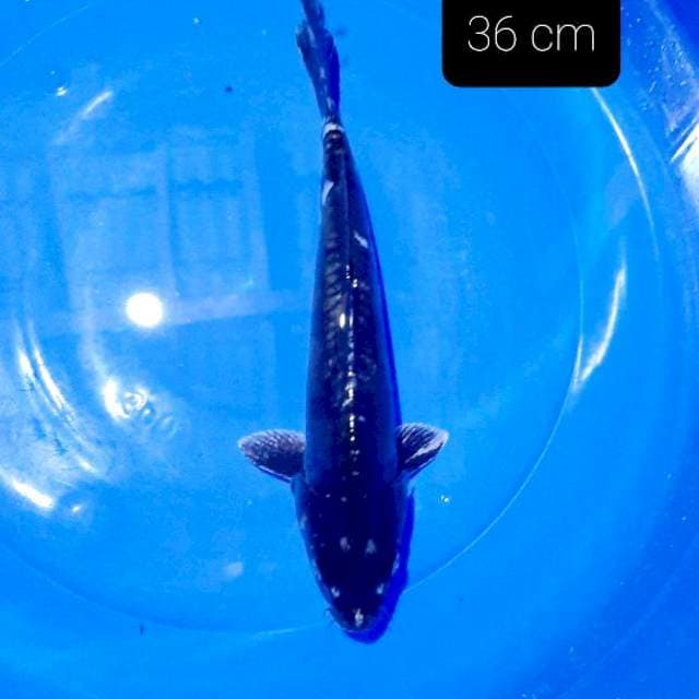 Antikan 36 cm