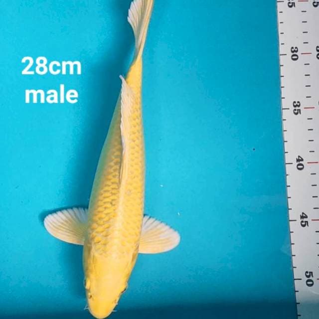 Ogon strong 28cm male