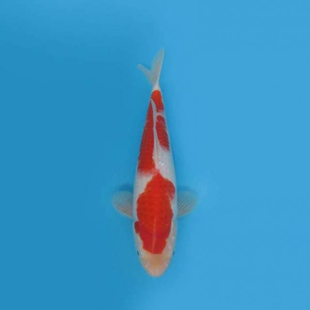 BKS ( KOHAKU 32 CM )
