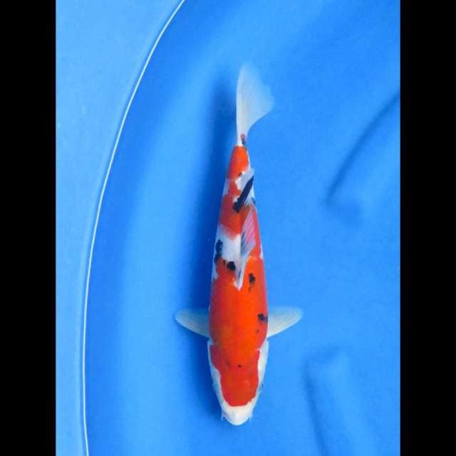 Ori sanke 29cm