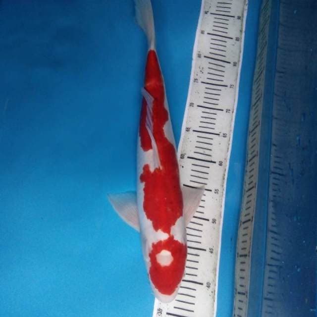 Kohaku doitsu 51 cm