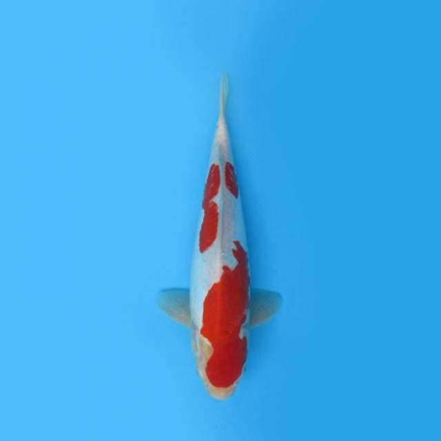 BKS ( KOHAKU DOIT 27 CM )