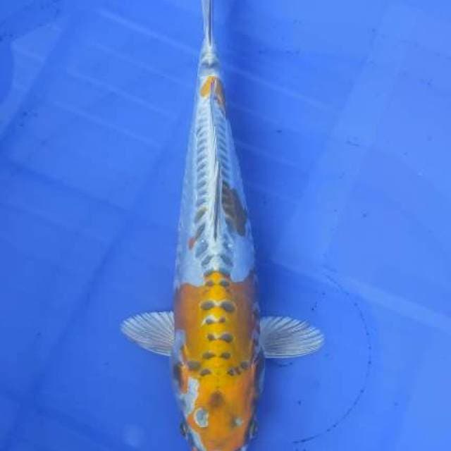 Kikkokuryu 31cm