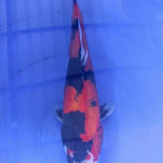 Showa Doitsu Murni 33cm minus