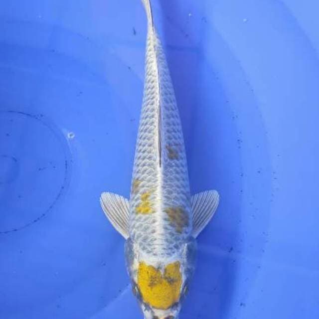 Maruten Kogane 30cm