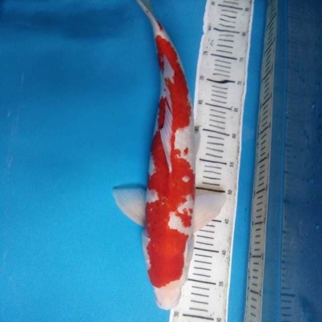 Kohaku 54 cm