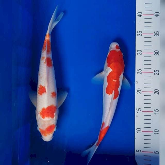 Kohaku doit-sisik 32-34