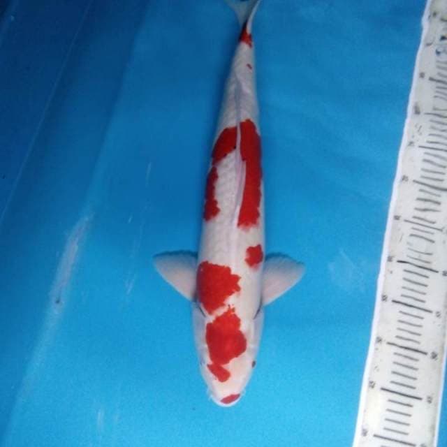 Kohaku 54 cm