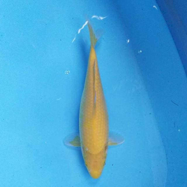 Karashi 31 cm