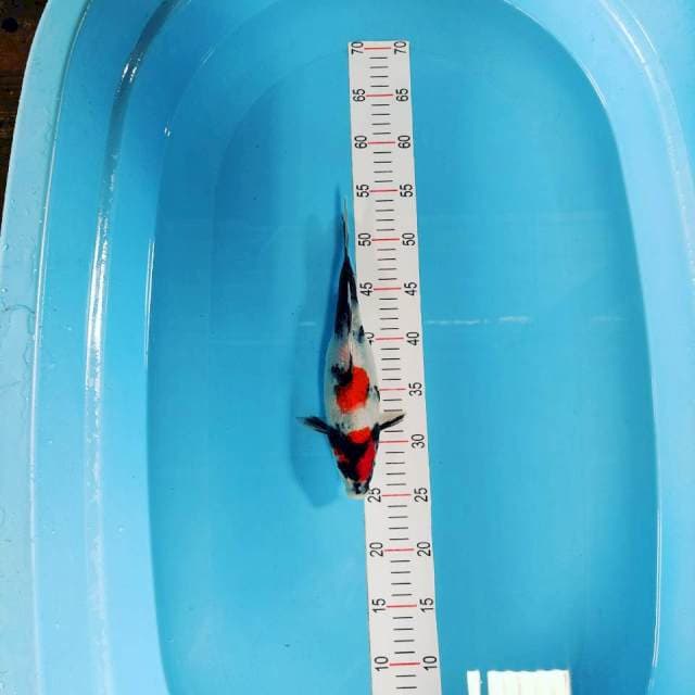 Showa female 27 cm