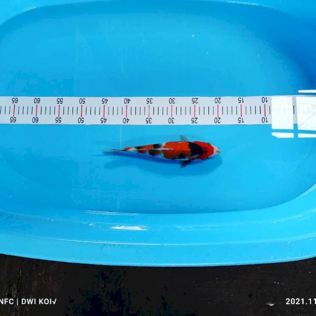 Showa female 25 cm