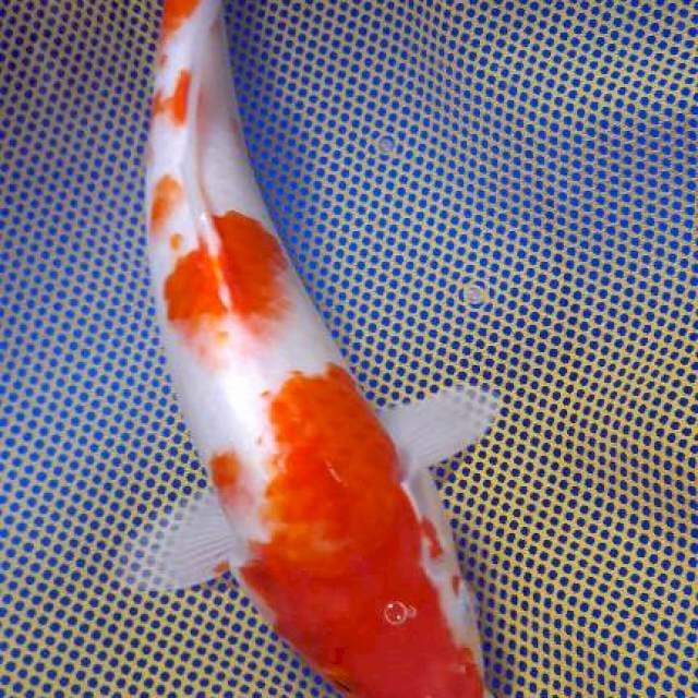 Kohaku