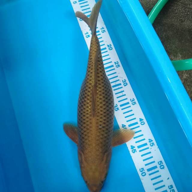 Cagoi tembaga 41cm