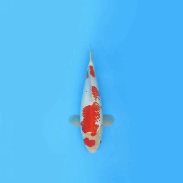 BKS ( KOHAKU 32 CM )