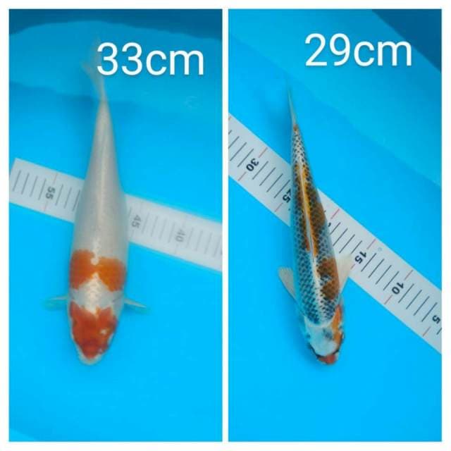 mix 33 dan 29cm