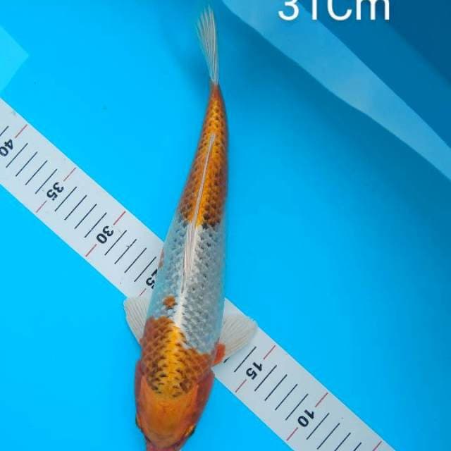 31cm Kujaku