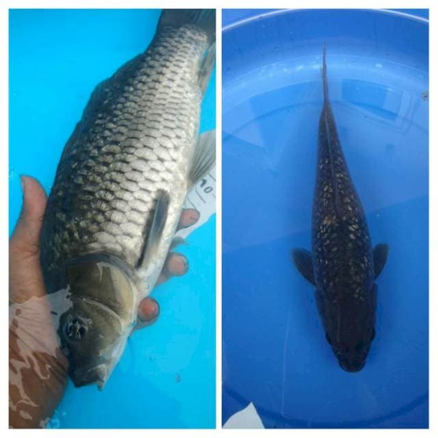 Black diamond Soragoi Ginrin 33cm