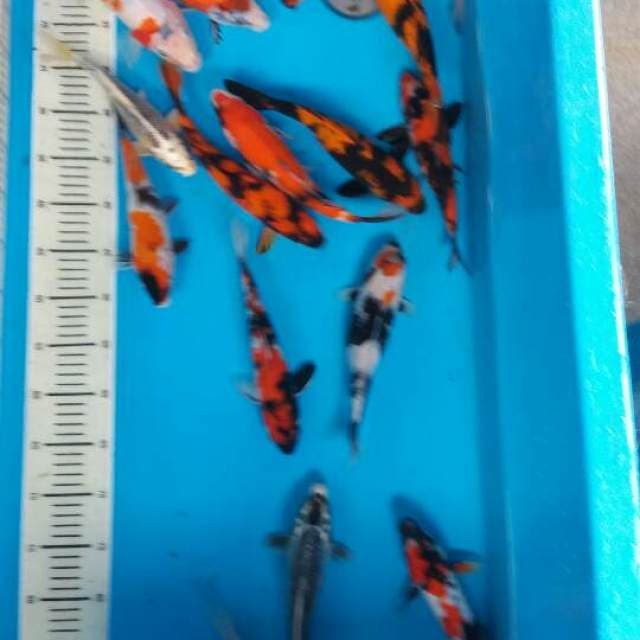 Mix campur jos 19 ekor