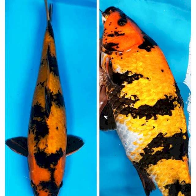 Hi utsuri strong body jos 38cm