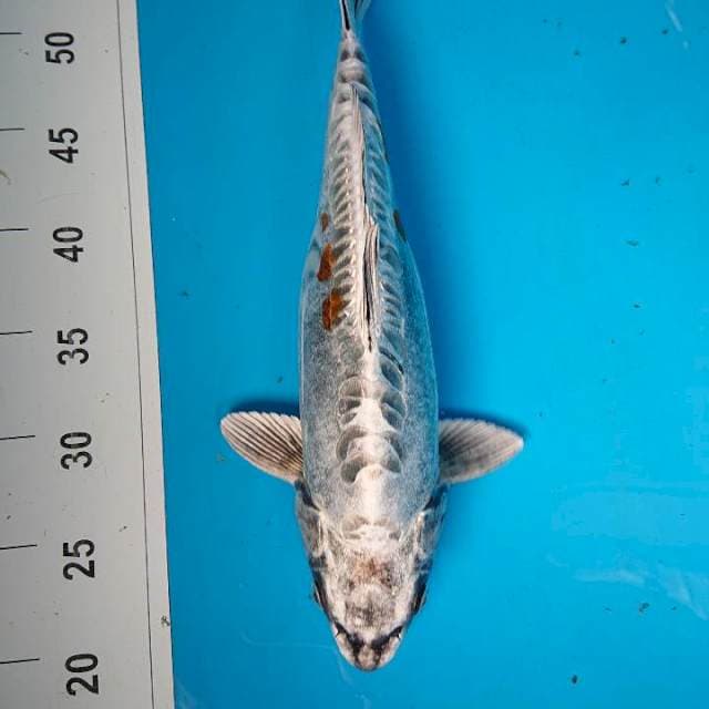 Kikokuryu 36 cm