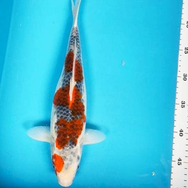 Goshiki SQ 34cm