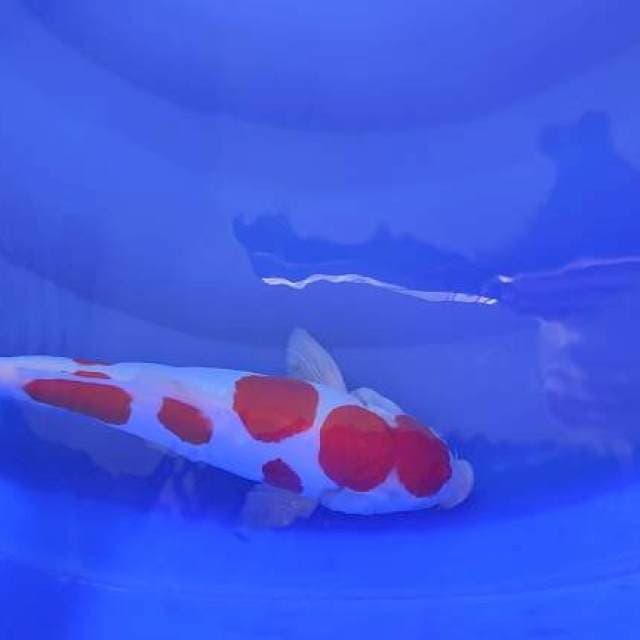 kohaku doit 29cm seterong
