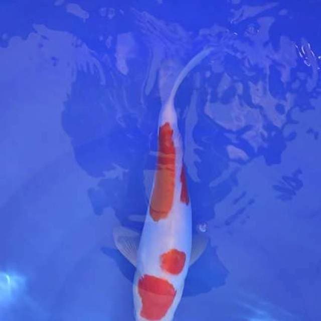kohaku doit 30cm
