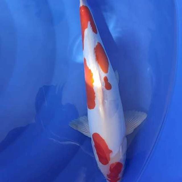 kohaku doit 37cm jantan