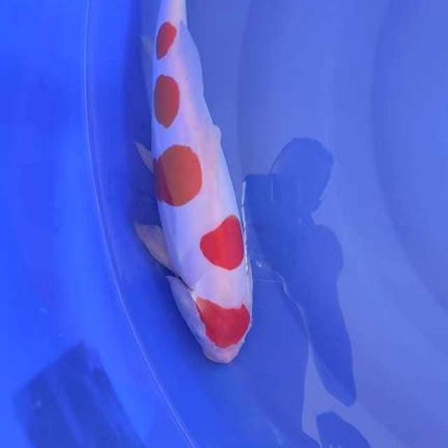 kohaku doit 35cm