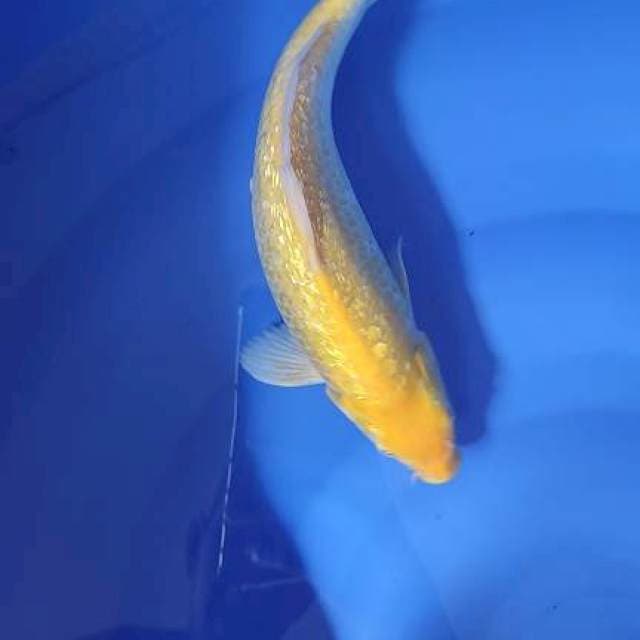karashi ginrin mm 29cm