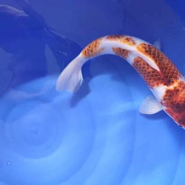 koromo jumbo 42cm full