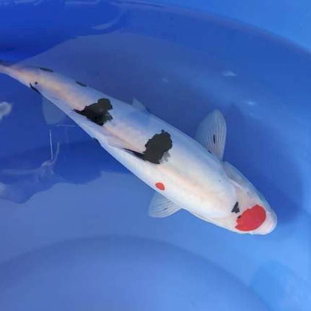 spesialist tembak dalam 37cm