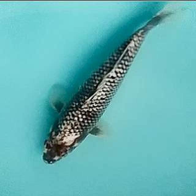 Matsukawa 26cm