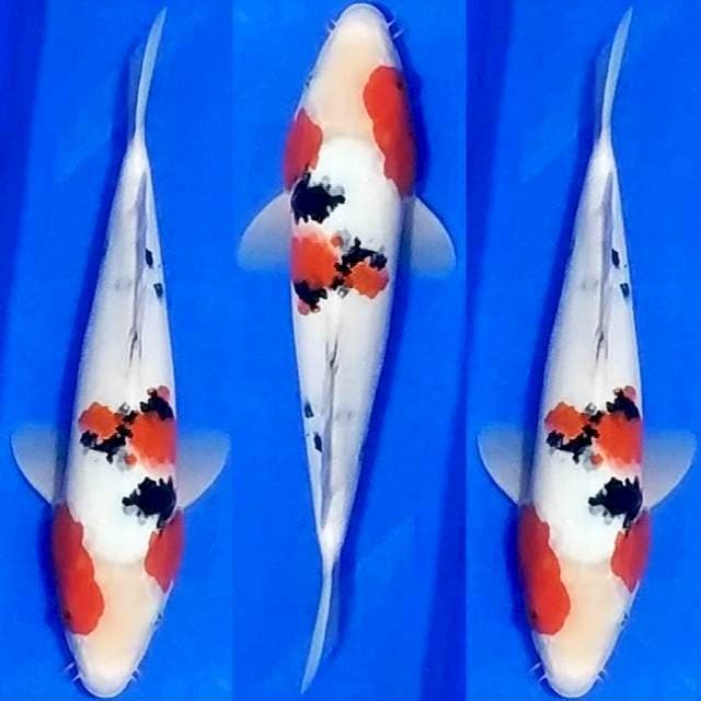 Sanke 28cm