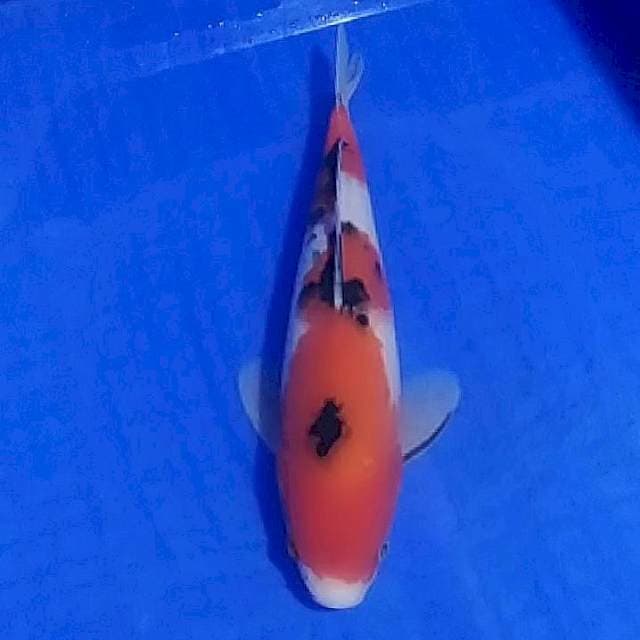 Thaiso sanke 24cm