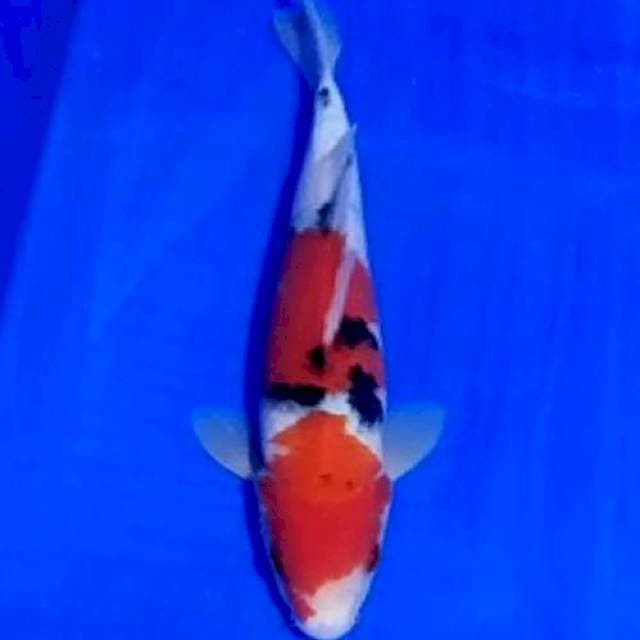 Sanke 25cm